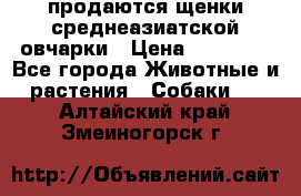 продаются щенки среднеазиатской овчарки › Цена ­ 30 000 - Все города Животные и растения » Собаки   . Алтайский край,Змеиногорск г.
